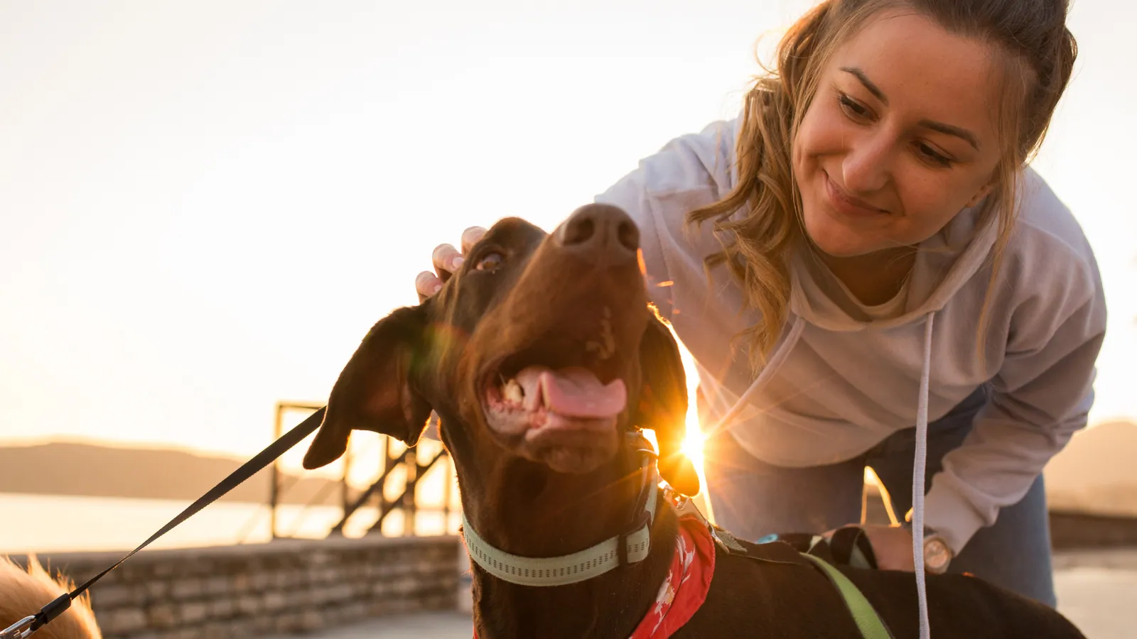 8 Pet-Friendly Gems to Explore in Door County