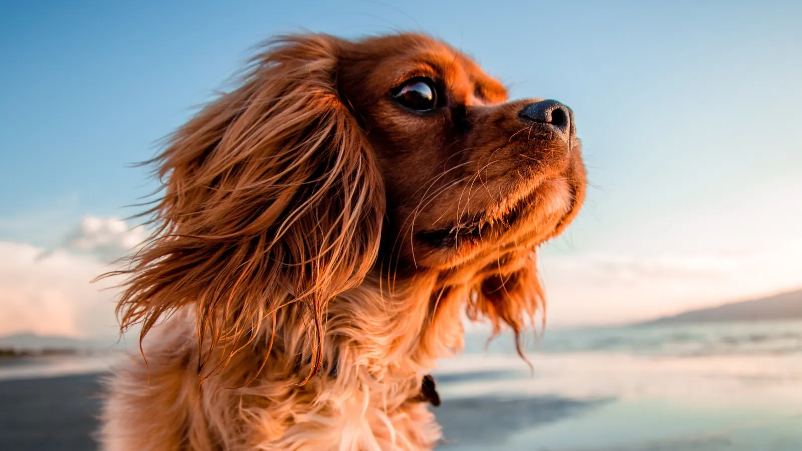 Pet-Friendly Lodging in Door County