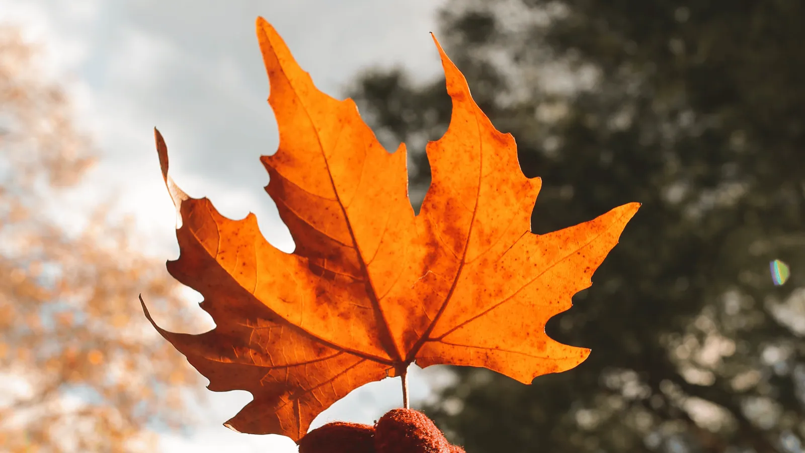 Top 5 Fall Hikes in Door County