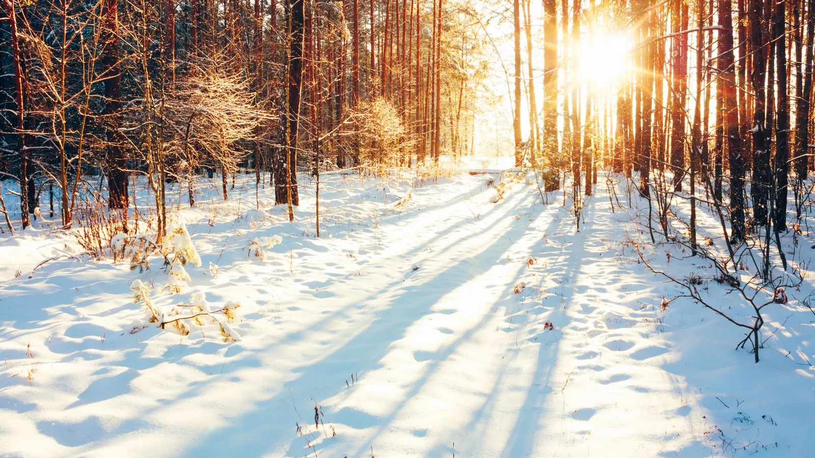 5 Best Hiking and Snowshoeing Trails in Door County 2024
