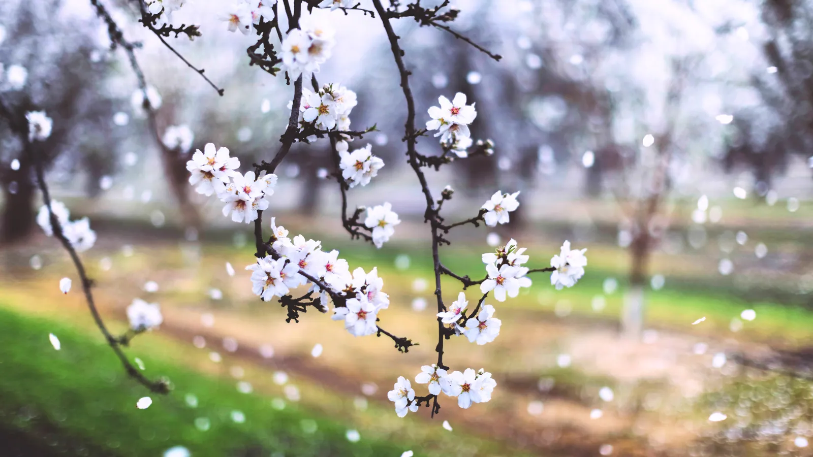 Door County Cherry Blossom Season 