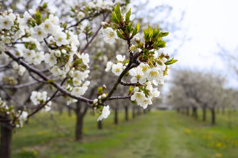 When Is the Best Time to Visit Door County in Spring? (And What You’ll Actually Experience)